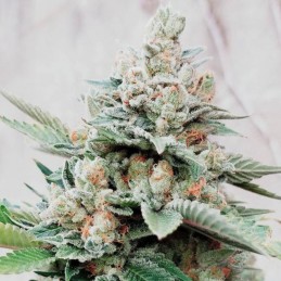 nasiona marihuany White Magic - opis odmiany konopi