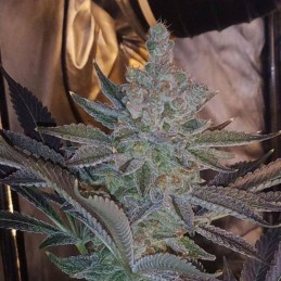 Nasiona marihuany Ganesh Regular - odmiana konopi