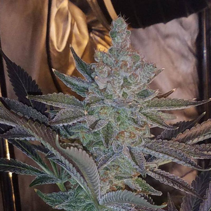 Nasiona marihuany Ganesh Regular - odmiana konopi