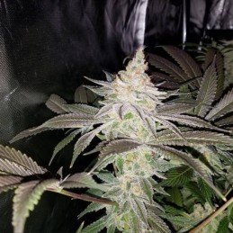 Nasiona marihuany California Dream - odmiana konopi