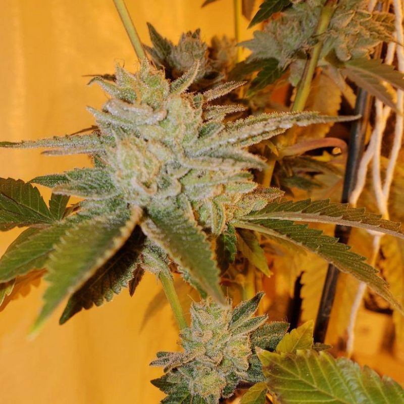 Nasiona marihuany Far Out - odmiana konopi