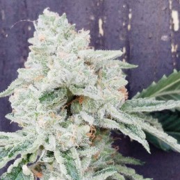 Nasiona marihuany Carnival - odmiana konopi