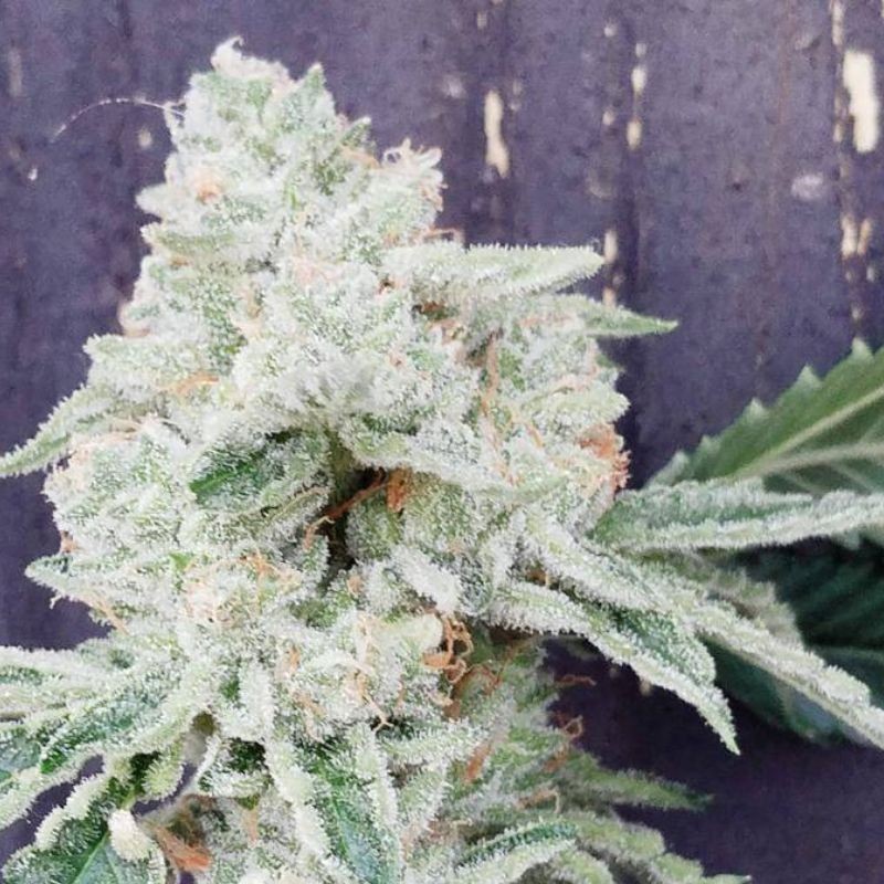 Nasiona marihuany Carnival - odmiana konopi