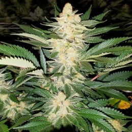 Medyczne nasiona marihuany CBD Star - odmiana konopi