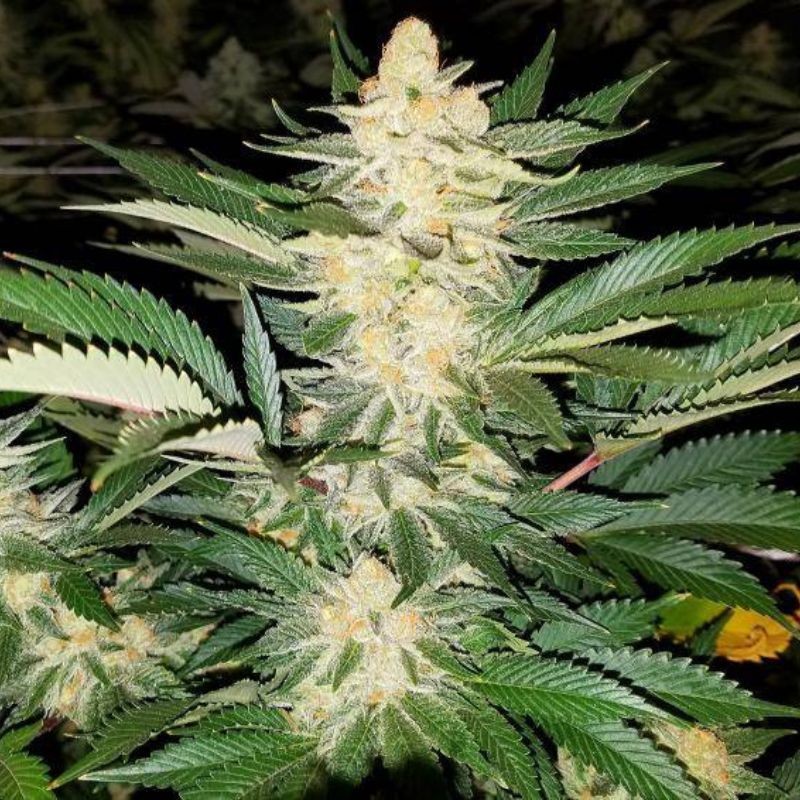 Medyczne nasiona marihuany CBD Star - odmiana konopi