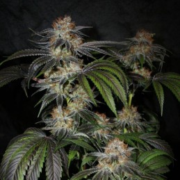 Nasiona marihuany Instakush - opis odmiany konopi