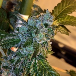 Nasiona marihuany Ultra White Amnesia - opis odmiany konopi