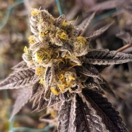 Nasiona marihuany Zensation - opis odmiany konopi