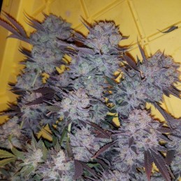 Nasiona marihuany automatyczne Auto Cheese NL - odmiana konopi