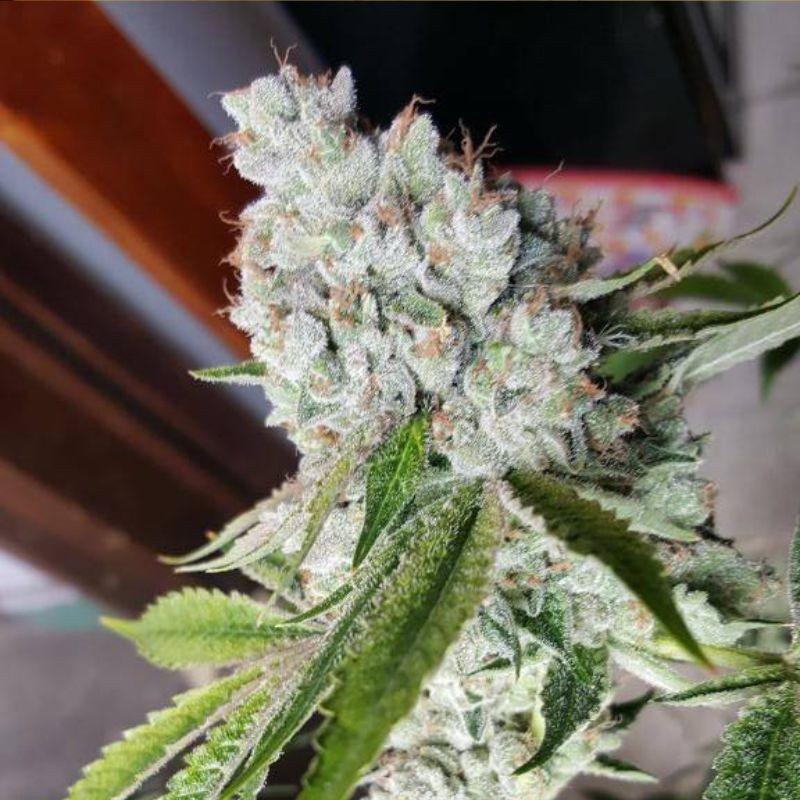 Nasiona marihuany automatyczne Auto Silver Bullet - odmiana konopi