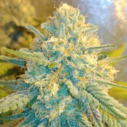 Nasiona marihuany automatyczne Auto CBD Star - odmiana konopi