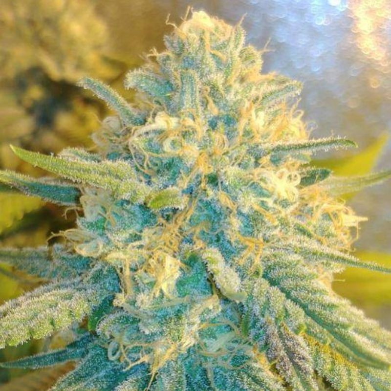 Nasiona marihuany automatyczne Auto CBD Star - odmiana konopi