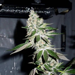 Nasiona marihuany automatyczne Auto Cannabis Light - odmiana konopi