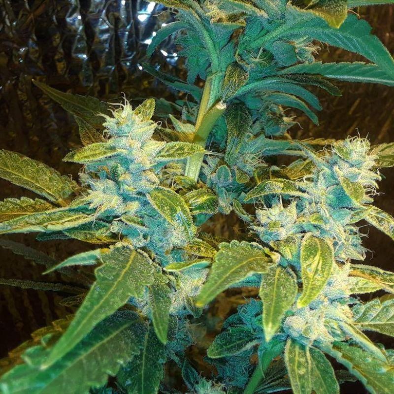 Nasiona marihuany God’s Glue - odmiana konopi