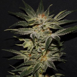 Nasiona marihuany Mamacita’s Cookies - opis odmiany konopi
