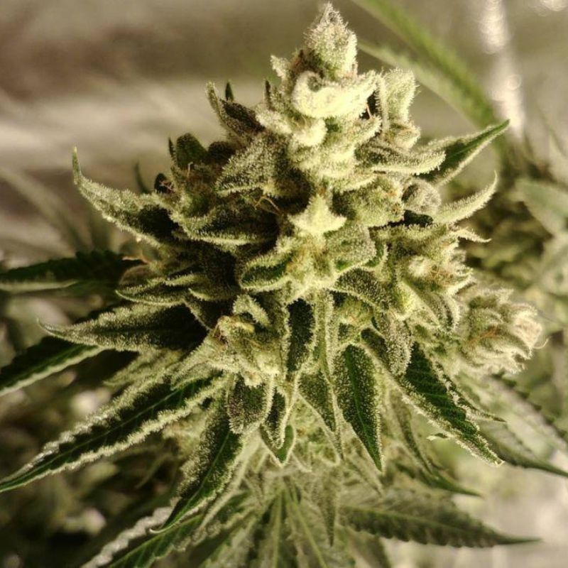 Nasiona marihuany Northern Lights Moc - opis odmiany konopi