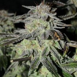 Nasiona marihuany automatyczne Auto White Widow - odmiana konopi