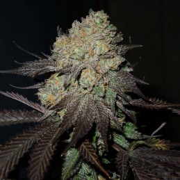 Nasiona marihuany Autopilot XXL - odmiana konopi