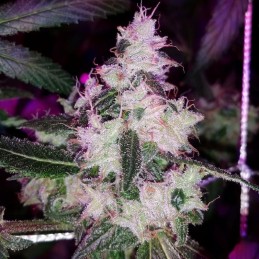 Nasiona marihuany automatyczne Auto Mandarin Haze - odmiana konopi