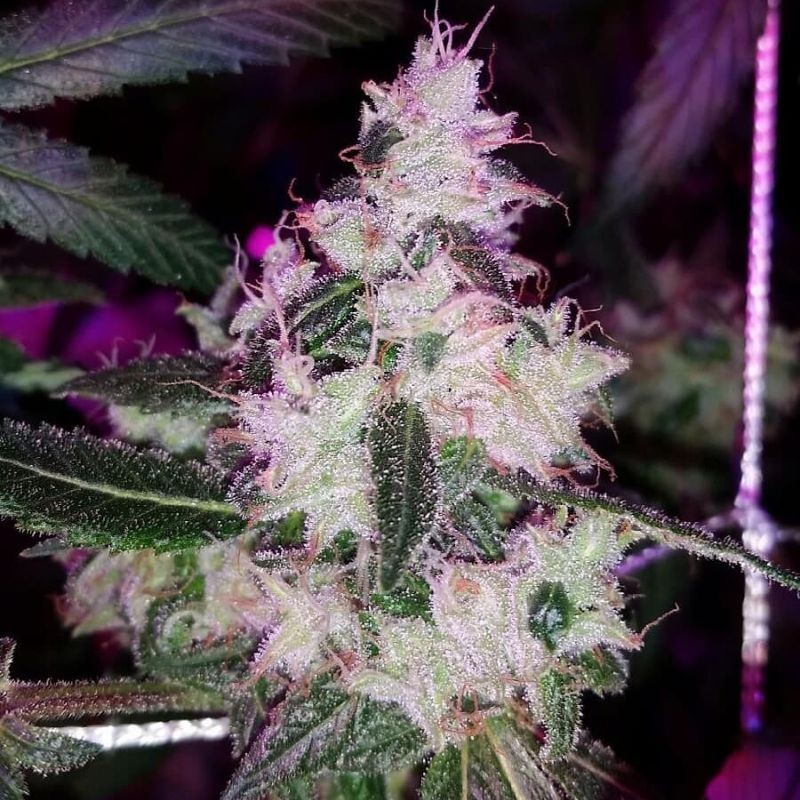 Nasiona marihuany automatyczne Auto Mandarin Haze - odmiana konopi