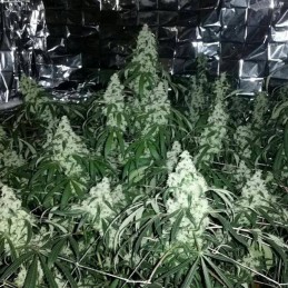 Nasiona marihuany Cannabis Light - odmiana konopi