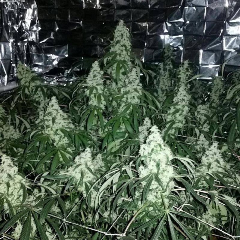 Nasiona marihuany Cannabis Light - odmiana konopi