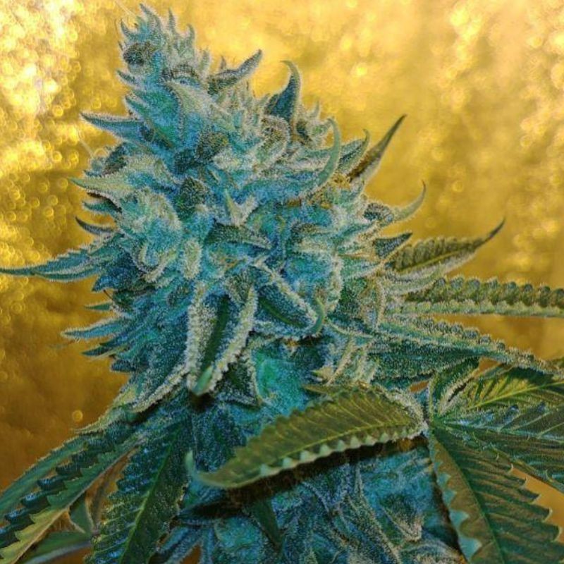 Nasiona marihuany automatyczne Auto God’s Glue - odmiana konopi