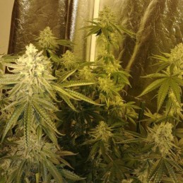 Nasiona marihuany Big Bud XXL - odmiana konopi