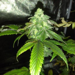 Nasiona marihuany automatyczne Mandarin Haze - opis odmiany konopi