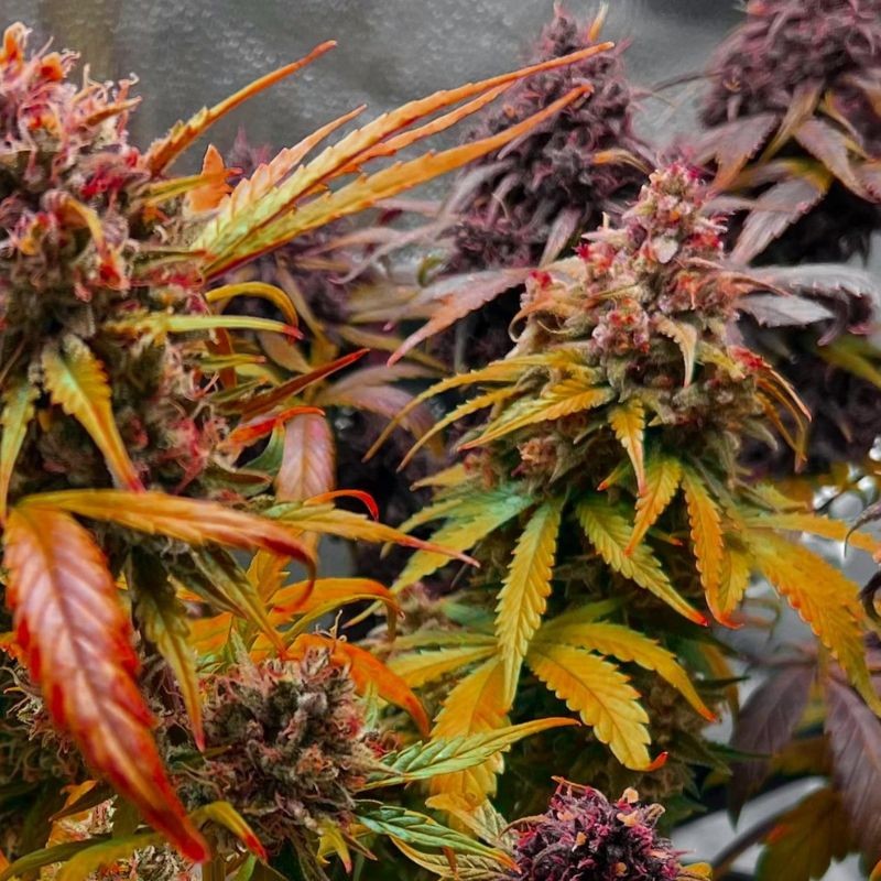 Nasiona marihuany automatyczne Auto Blueberry Domina - odmiana konopi