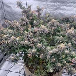 Nasiona marihuany automatyczne Auto Blue Amnesia - odmiana konopi