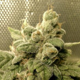 Nasiona marihuany Uruwhite - opis odmiany konopi