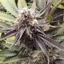 Nasiona marihuany Mujica Gold - opis odmiany konopi