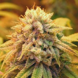 Nasiona marihuany Ketama Kush - opis odmiany konopi