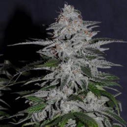 Nasiona marihuany Ketama Diesel - opis odmiany konopi