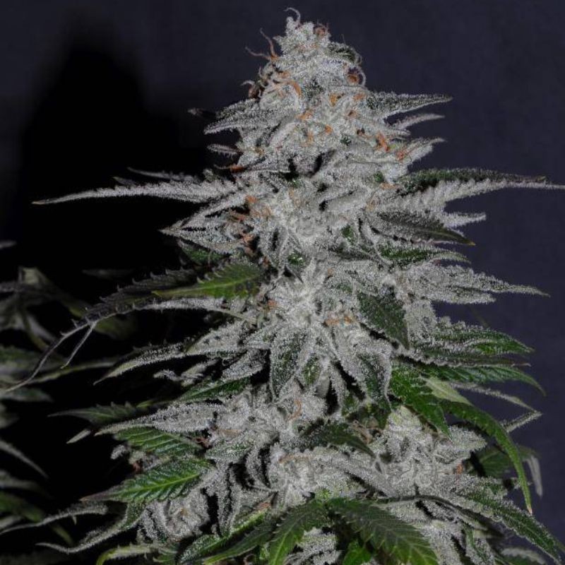 Nasiona marihuany Ketama Diesel - opis odmiany konopi