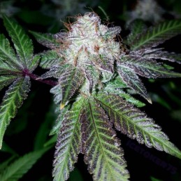 Nasiona marihuany Creation - odmiana konopi