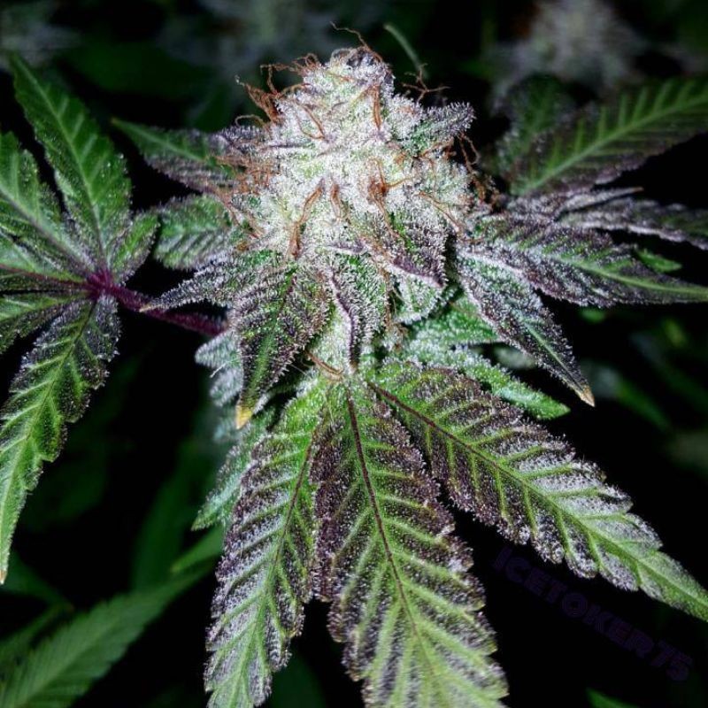 Nasiona marihuany Creation - odmiana konopi