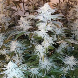Nasiona marihuany Ketama Cheese - opis odmiany konopi