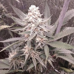 Nasiona marihuany Kamnesia - opis odmiany konopi
