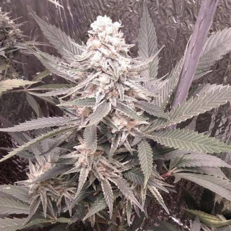 Nasiona marihuany Kamnesia - opis odmiany konopi