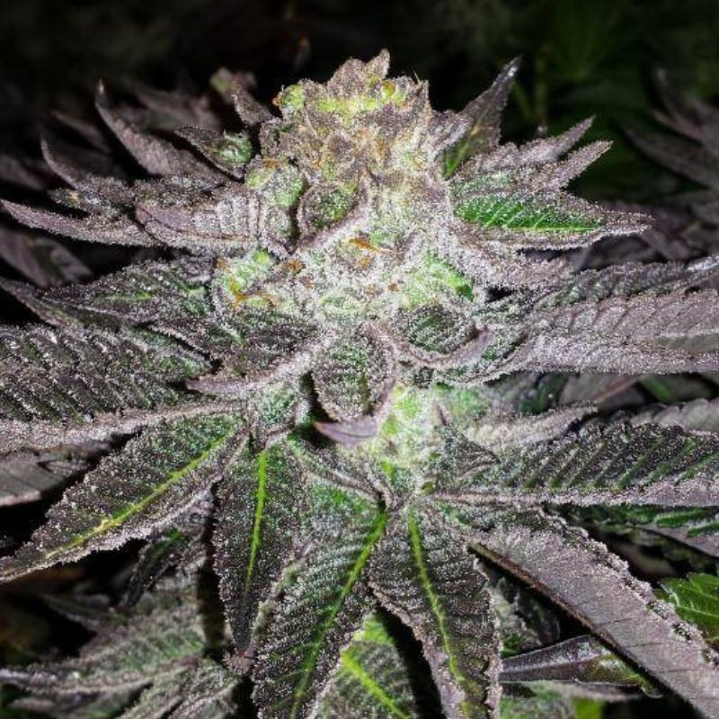 Nasiona marihuany Creative - odmiana konopi