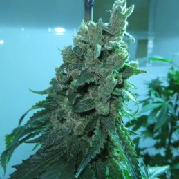 Nasiona marihuany Inspiration - opis odmiany konopi