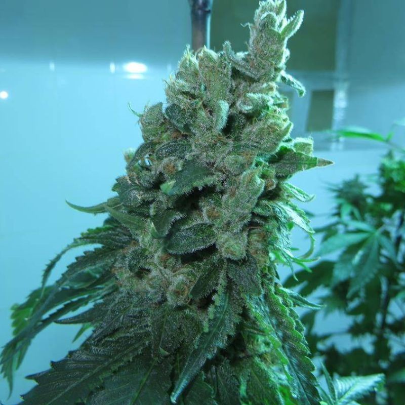 Nasiona marihuany Inspiration - opis odmiany konopi