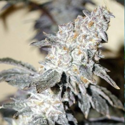 Nasiona marihuany Critikush - odmiana konopi