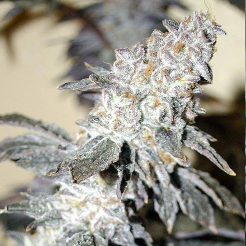 Nasiona marihuany Critikush - odmiana konopi
