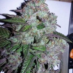 Nasiona marihuany Critical Ketama - odmiana konopi