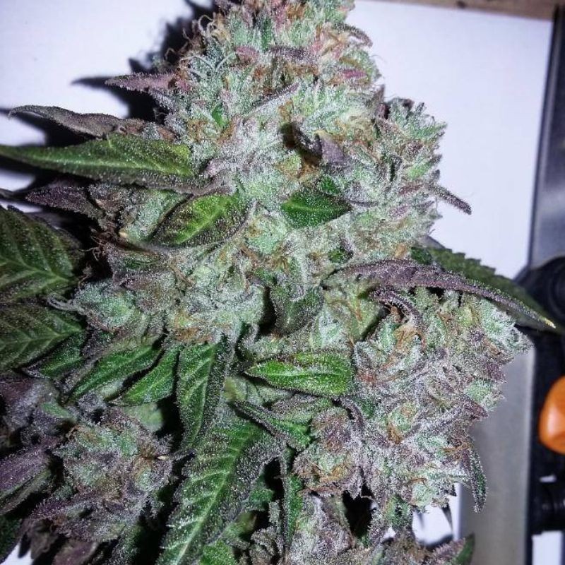 Nasiona marihuany Critical Ketama - odmiana konopi