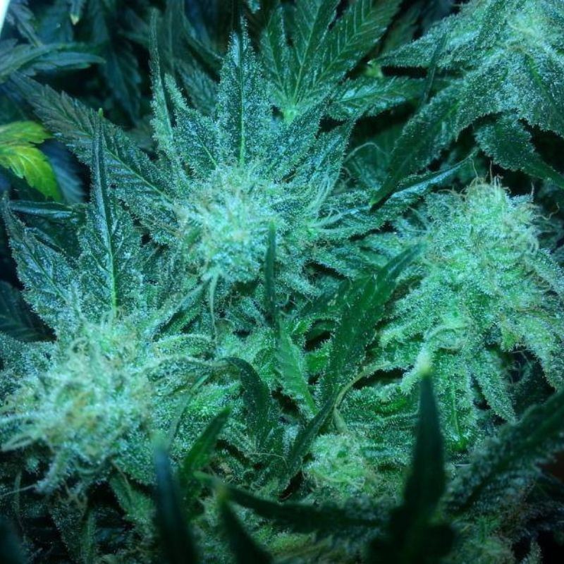 Nasiona marihuany automatyczne Critical Herer Auto - odmiana konopi