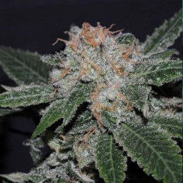 Nasiona marihuany Critical Herer - odmiana konopi